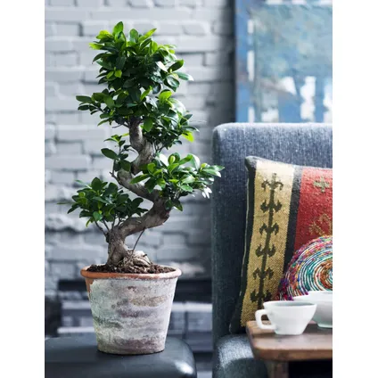 Ficus Ginseng S-vorm - Set van 2 - Japanse Bonsai - Pot 20cm - Hoogte 55-65cm 3