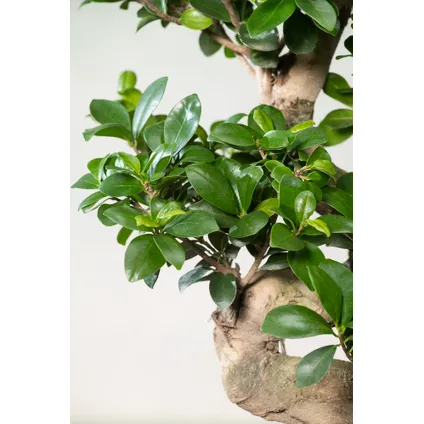 Ficus Ginseng S-vorm - Set van 2 - Japanse Bonsai - Pot 20cm - Hoogte 55-65cm 4