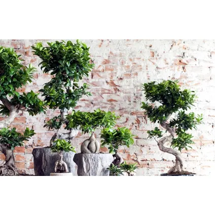 Ficus Ginseng S-vorm - Set van 2 - Japanse Bonsai - Pot 20cm - Hoogte 55-65cm 5