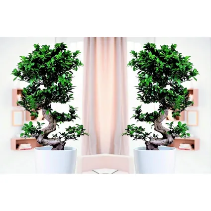 Ficus Ginseng S-vorm - Set van 2 - Japanse Bonsai - Pot 20cm - Hoogte 55-65cm 6