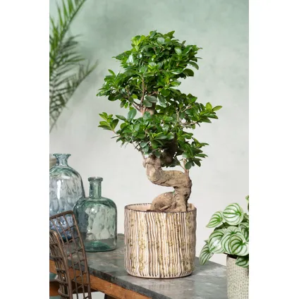 Ficus Ginseng S-vorm - Set van 2 - Japanse Bonsai - Pot 20cm - Hoogte 55-65cm 7