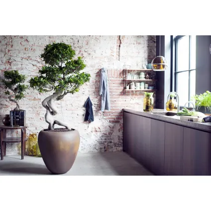 Ficus Ginseng S-vorm - Set van 2 - Japanse Bonsai - Pot 20cm - Hoogte 55-65cm 8