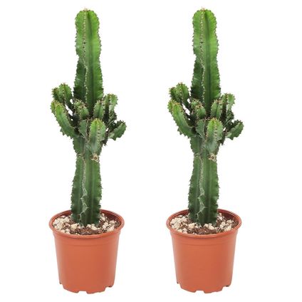 Euphorbia Eritrea - Set van 2 - Cowboy Cactus - Pot 17cm - Hoogte 50-60cm