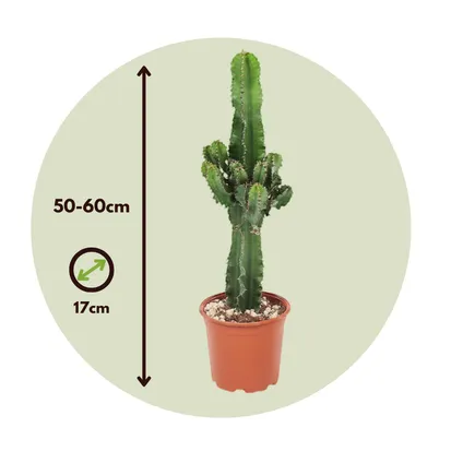 Euphorbia Eritrea - Set van 2 - Cowboy Cactus - Pot 17cm - Hoogte 50-60cm 2