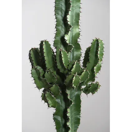 Euphorbia Eritrea - Set van 2 - Cowboy Cactus - Pot 17cm - Hoogte 50-60cm 3