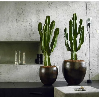 Euphorbia Eritrea - Set van 2 - Cowboy Cactus - Pot 17cm - Hoogte 50-60cm 4