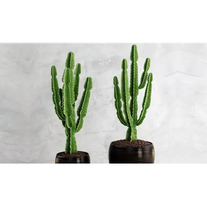 Euphorbia Eritrea - Set van 2 - Cowboy Cactus - Pot 17cm - Hoogte 50-60cm 5