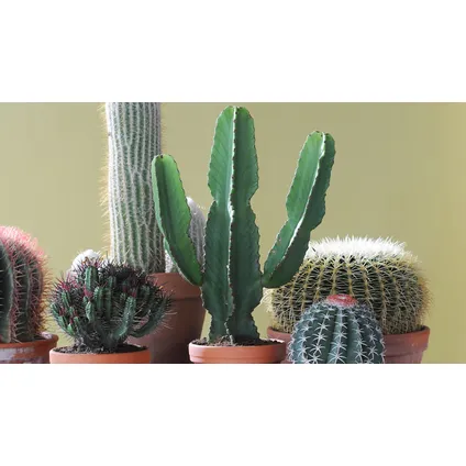 Euphorbia Eritrea - Set van 2 - Cowboy Cactus - Pot 17cm - Hoogte 50-60cm 6
