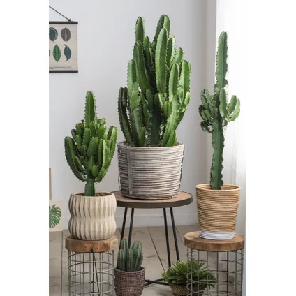 Euphorbia Eritrea - Set van 2 - Cowboy Cactus - Pot 17cm - Hoogte 50-60cm 7