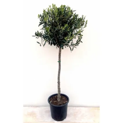 Chinese waaierpalm (Trachycarpus) stamhoogte 30cm 5