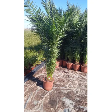 Chinese waaierpalm (Trachycarpus) stamhoogte 30cm 6