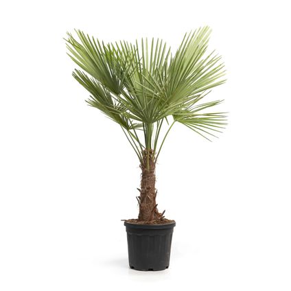Trachycarpus Fortunei, hauteur du tronc du palmier ↕40-50cm