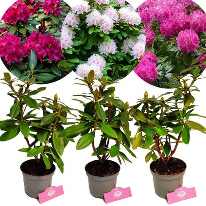 Schramas.com Rhododendron 'Polarnacht' 'Cunningham's White' 'Germania' + Pot 14cm 3 stuks