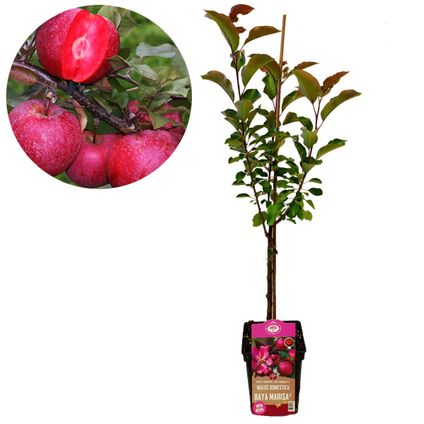 Schramas.com appelboom Malus domestica Baya Marisa rode appel met rood vruchtvlees + Pot 23cm