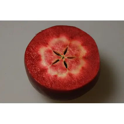 Schramas.com appelboom Malus domestica Baya Marisa rode appel met rood vruchtvlees + Pot 23cm 3