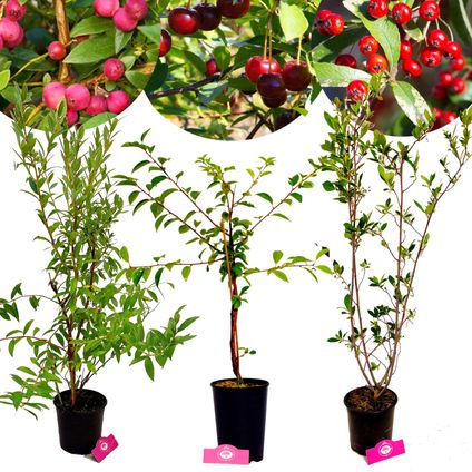 Schramas.com fruitplanten Roze bes Appelbes Kersenstruik + Pot 19cm