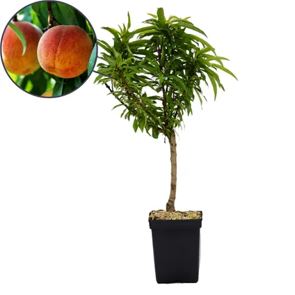 Schramas.com dwergperzik Prunus persica Bonanza + Pot 19cm 3