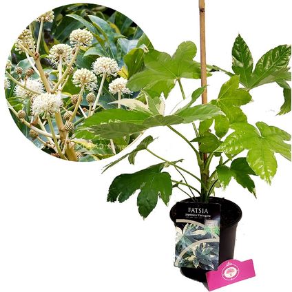 Schramas.com Japanse vingerplant Fatsia japonica Variegata + Pot 17cm