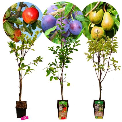 arbres fruitiers Schramas.com Pomme Prune Poire + Pot 23cm 3 pcs