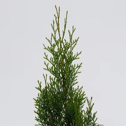 haie conifere Schramas.com Thuja occidentalis Smaragd + Pot 17cm 2