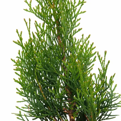 haie conifere Schramas.com Thuja occidentalis Smaragd + Pot 17cm 3