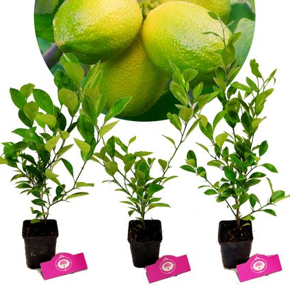 Schramas.com citrus auratifolia 'Limoen' + Pot 9cm 3 stuks