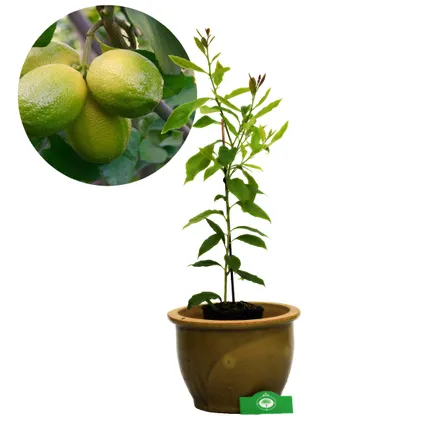 Schramas.com citrus auratifolia 'Limoen' + Pot 9cm 3 stuks 3
