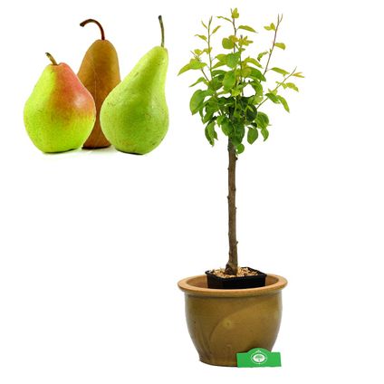 Schramas.com perenboom Pyrus Communis Trio peer drie soorten aan één boom + Pot 19cm