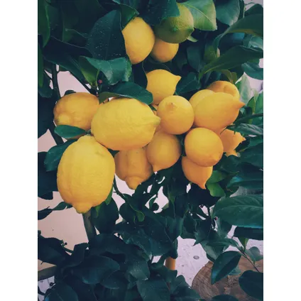 Citrus Schramas.com limon Citron + Pot 17cm 4