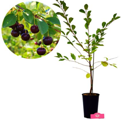 Schramas.com kersenstruik Prunus avium Athos + Pot 19cm