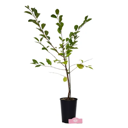 Schramas.com kersenstruik Prunus avium Athos + Pot 19cm 4
