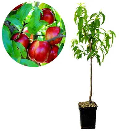 Schramas.com nectarine Prunus nucipersica Fire Top + Pot 23cm 2