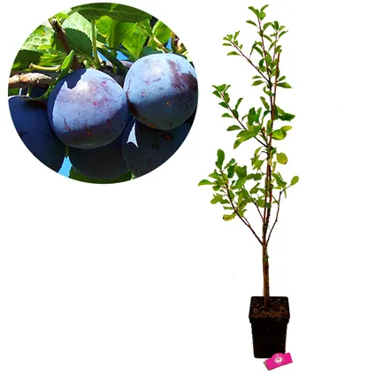 arbres fruitiers Schramas.com Pomme Prune Poire + Pot 23cm 3 pcs 3
