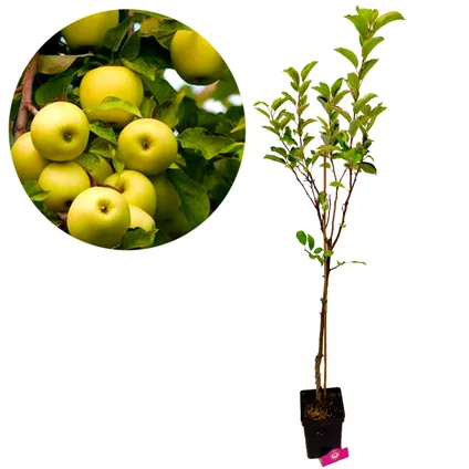 arbres fruitiers Schramas.com Pomme Prune Poire + Pot 23cm 3 pcs 4