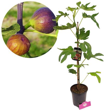 Schramas.com Vijgenboom Ficus carica Grise de tarascon + Pot 17cm