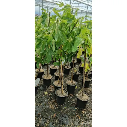 Schramas.com Vijgenboom Ficus carica Grise de tarascon + Pot 17cm 2