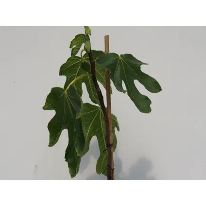 Figuier Schramas.com Ficus carica Grise de tarascon + Pot 17cm 3