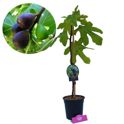 Figuier Schramas.com Ficus carica Noir de Caromb + Pot 17cm