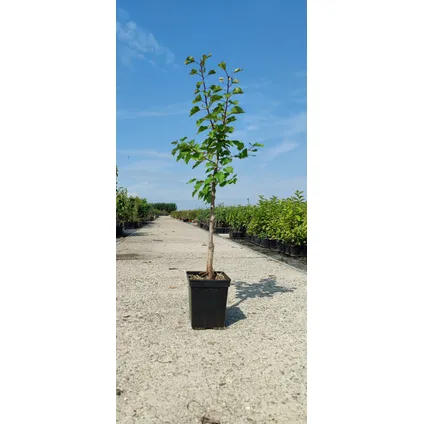 abricotier Schramas.com Prunus armeniaca Luizet + Pot 23cm 2
