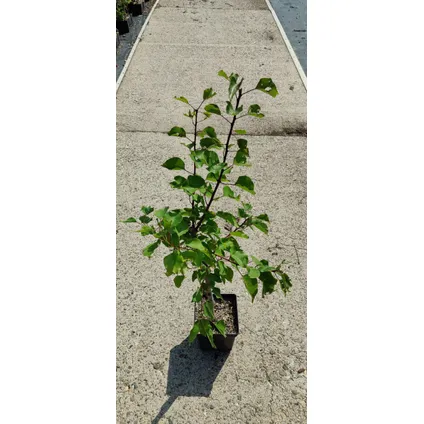 abricotier Schramas.com Prunus armeniaca Luizet + Pot 23cm 3