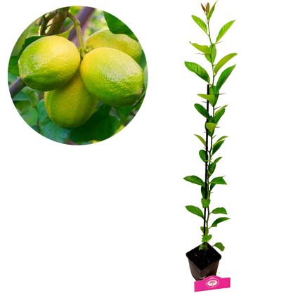 Schramas.com limoenplant Citrus auratifolia 'Limoen' + Pot 9cm