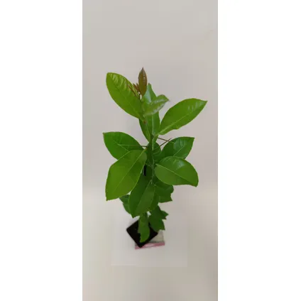 Schramas.com limoenplant Citrus auratifolia 'Limoen' + Pot 9cm 3