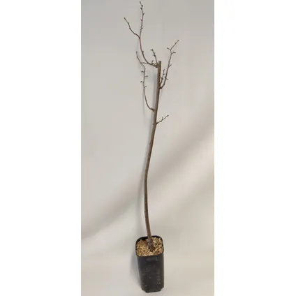 Schramas.com hazelnootboom Corylus avellana Giagli + Pot 17cm 2