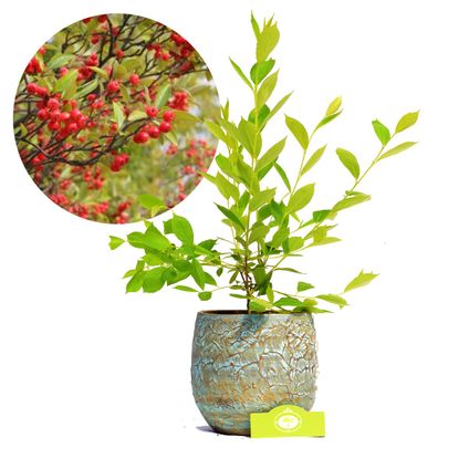 aronia Schramas.com Aronia prunifolia Brilliant + Pot 17cm