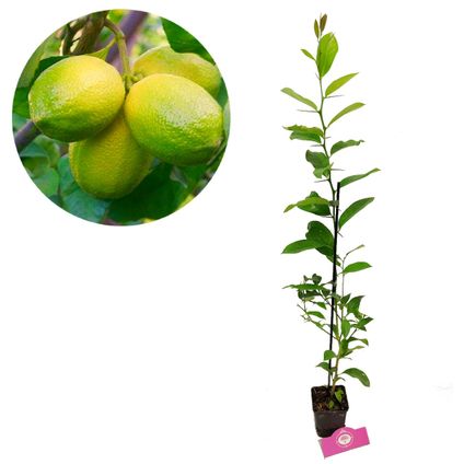 Tilleul Schramas.com Citrus auratifolia Mexican lime + Pot 9cm