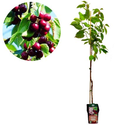 Schramas.com kersenboom Prunus avium Kordia Hoogte 120cm + Pot 23cm