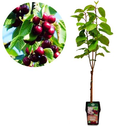 Schramas.com kersenboom Prunus avium Kordia + Pot 23cm