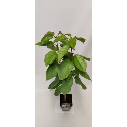 Schramas.com kersenboom Prunus avium Kordia + Pot 23cm 2