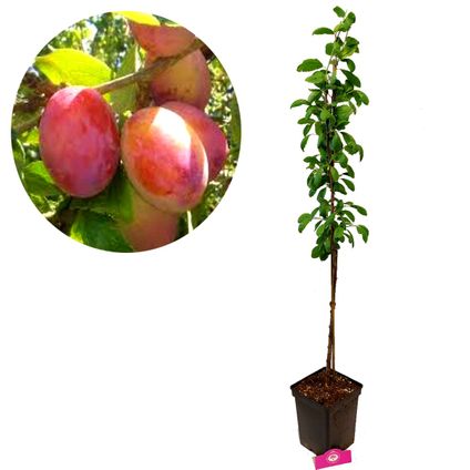 Prunier Schramas.com Prunus domestica Victoria + Pot 23cm