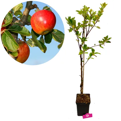 arbres fruitiers Schramas.com Pomme Poire Cerise + Pot 23cm 3 pcs 2